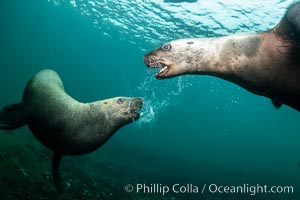 Steller sea lions underwater, juveniles mock sparring, Norris Rocks, Hornby Island, British Columbia, Canada, Eumetopias jubatus