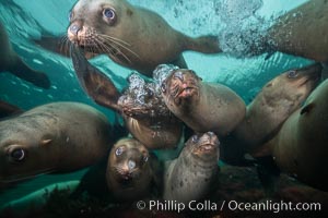 Steller sea lions underwater, Norris Rocks, Hornby Island, British Columbia, Canada, Eumetopias jubatus