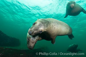 Steller sea lions underwater, Norris Rocks, Hornby Island, British Columbia, Canada, Eumetopias jubatus