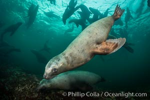 Steller sea lions underwater, Norris Rocks, Hornby Island, British Columbia, Canada, Eumetopias jubatus