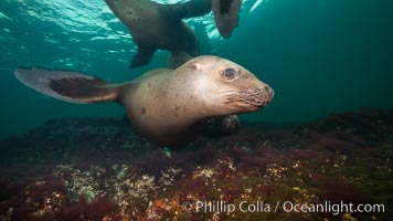 Steller sea lions underwater, Norris Rocks, Hornby Island, British Columbia, Canada, Eumetopias jubatus