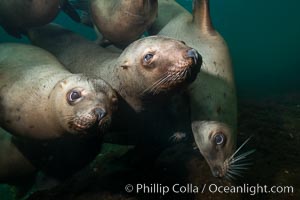 Steller sea lions underwater, Norris Rocks, Hornby Island, British Columbia, Canada, Eumetopias jubatus