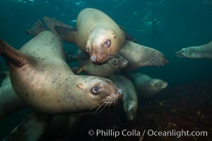 Steller sea lions underwater, Norris Rocks, Hornby Island, British Columbia, Canada, Eumetopias jubatus