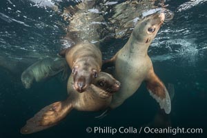 Steller sea lions underwater, Norris Rocks, Hornby Island, British Columbia, Canada, Eumetopias jubatus