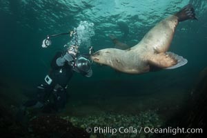 Steller sea lions underwater, Norris Rocks, Hornby Island, British Columbia, Canada, Eumetopias jubatus