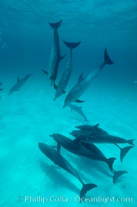 Atlantic spotted dolphin, Stenella frontalis