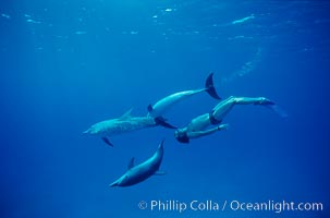 Atlantic spotted dolphin, swimmer Craig Marble, Stenella frontalis