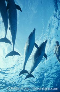 Atlantic spotted dolphin, Japanese triathlete Takashima, Stenella frontalis