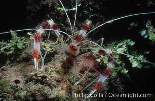 Banded coral shrimp, Stenopus hispidus, Roatan