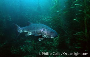 Giant black sea bass swims amid giant kelp forest, Stereolepis gigas, San Clemente Island