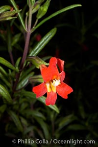 Sticky-leaf monkeyflower, or sticky monkeyflower, Mimulus aurantiacus, San Elijo Lagoon, Encinitas, California