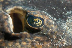 Stingray Eye Detail, Isla de la Guarda, Sea of Cortez, Isla Angel de la Guarda, Baja California, Mexico