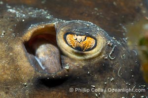 Stingray Eye Detail, Isla de la Guarda, Sea of Cortez, Isla Angel de la Guarda, Baja California, Mexico