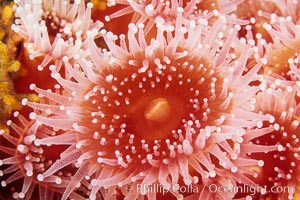Polyp of a strawberry anemone (club-tipped anemone, more correctly a corallimorph), Corynactis californica, San Miguel Island
