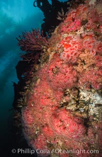 Corynactis anemone (club-tipped anemone, more correctly a corallimorph) colony covers rocky reef, Corynactis californica, San Miguel Island