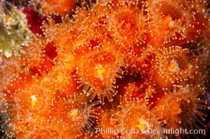 A cluster of vibrantly-colored strawberry anemones (club-tipped anemone, more correctly a corallimorph) polyps clings to the rocky reef, Corynactis californica, Santa Barbara Island