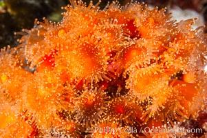 A cluster of vibrantly-colored strawberry anemones (club-tipped anemone, more correctly a corallimorph) polyps clings to the rocky reef, Corynactis californica, Santa Barbara Island