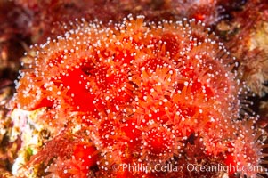 A cluster of vibrantly-colored strawberry anemones (club-tipped anemone, more correctly a corallimorph) polyps clings to the rocky reef, Corynactis californica, Santa Barbara Island