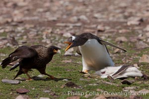 Gentoo penguin defends its dead chick (right), from the striated caracara (left) that has just killed it.  The penguin continued to defend its lifeless chick for hours, in spite of the futulity and inevitabliityof the final result.  Striated caracaras eventually took possession of the dead chick and fed upon it, Phalcoboenus australis, Pygoscelis papua, Steeple Jason Island