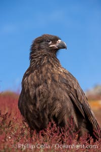 Straited caracara, a bird of prey found throughout the Falkland Islands.  The striated caracara is an opportunistic feeder, often scavenging for carrion but also known to attack weak or injured birds, Phalcoboenus australis, Steeple Jason Island