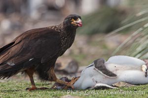 Striated caracara feeds upon a gentoo penguin chick it has just killed, Phalcoboenus australis, Pygoscelis papua, Steeple Jason Island