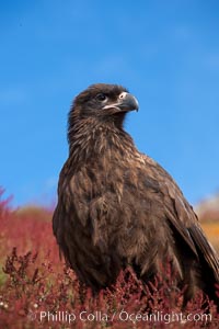 Straited caracara, a bird of prey found throughout the Falkland Islands.  The striated caracara is an opportunistic feeder, often scavenging for carrion but also known to attack weak or injured birds, Phalcoboenus australis, Steeple Jason Island