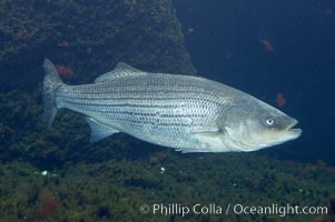 Striped bass (striper, striped seabass), Morone saxatilis