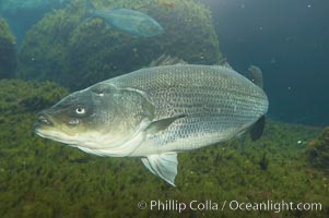 Striped bass (striper, striped seabass), Morone saxatilis