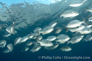 Striped sea chub, schooling, Kyphosus analogous, Wolf Island