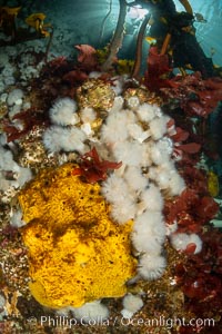 Yellow sulphur sponge and white metridium anemones, on a cold water reef teeming with invertebrate life. Browning Pass, Vancouver Island, Halichondria panicea, Metridium senile