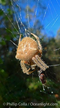 Sun Spider Photo, Stock Photo of Sun spider, Phillip Colla Natural ...