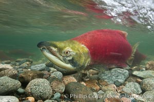 A male sockeye salmon, showing injuries sustained as it migrated hundreds of miles from the ocean up the Fraser River, swims upstream in the Adams River to reach the place where it will fertilize eggs laid by a female in the rocks.  It will die soon after spawning, Oncorhynchus nerka, Roderick Haig-Brown Provincial Park, British Columbia, Canada