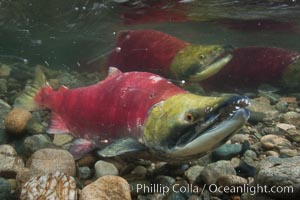 Two male sockeye salmon, swimming together against the current of the Adams River.  After four years of life and two migrations of the Fraser and Adams Rivers, they will soon fertilize a female's eggs and then die, Oncorhynchus nerka, Roderick Haig-Brown Provincial Park, British Columbia, Canada