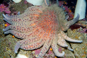 giant starfish