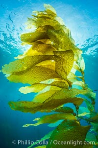 Sunlight streams through giant kelp forest. Giant kelp, the fastest growing plant on Earth, reaches from the rocky reef to the ocean's surface like a submarine forest, Catalina Island