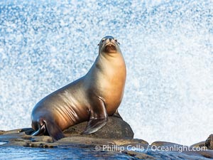 Sunrise Portrait of California Sea Lion at La Jolla Cove on the Point La Jolla Reef, Zalophus californianus