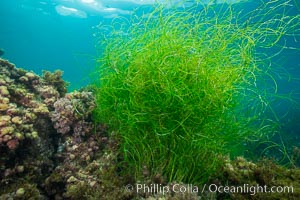 Surf grass, Phyllospadix, underwater, Phyllospadix, Catalina Island