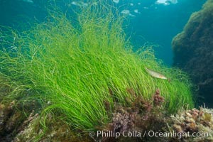 Surf grass, Phyllospadix, underwater, Phyllospadix, Catalina Island