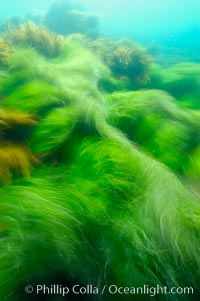 Surf grass on the rocky reef -- appearing blurred in this time exposure -- is tossed back and forth by powerful ocean waves passing by above.  San Clemente Island, Phyllospadix