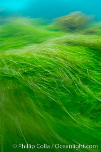 Surf grass on the rocky reef -- appearing blurred in this time exposure -- is tossed back and forth by powerful ocean waves passing by above.  San Clemente Island, Phyllospadix