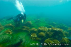 A SCUBA diver exhales a breath of air as he swims over surf grass on the rocky reef.  All appears blurred in this time exposure, as they are moved by powerful ocean waves passing by above.  San Clemente Island, Phyllospadix