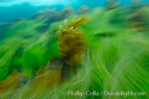 Surf grass on the rocky reef -- appearing blurred in this time exposure -- is tossed back and forth by powerful ocean waves passing by above.  San Clemente Island, Phyllospadix