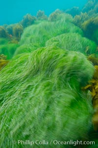 Surf grass on the rocky reef -- appearing blurred in this time exposure -- is tossed back and forth by powerful ocean waves passing by above.  San Clemente Island, Phyllospadix