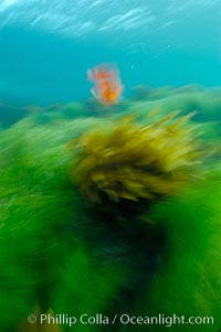 A garibaldi fish (orange), surf grass (green) and palm kelp (brown) on the rocky reef -- all appearing blurred in this time exposure -- are tossed back and forth by powerful ocean waves passing by above.  San Clemente Island, Hypsypops rubicundus, Phyllospadix