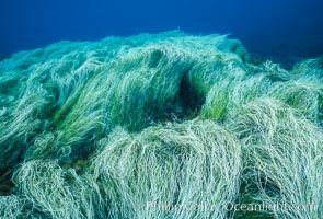 Surfgrass, Phyllospadix, Guadalupe Island (Isla Guadalupe)