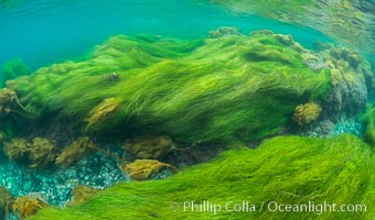 Surfgrass (Phyllospadix), shallow water, San Clemente Island, Phyllospadix