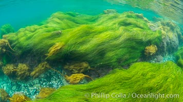 Surfgrass (Phyllospadix), shallow water, San Clemente Island, Phyllospadix