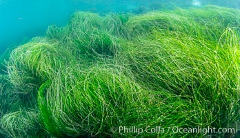 Surfgrass (Phyllospadix), moving with waves in shallow water, San Clemente Island, Phyllospadix