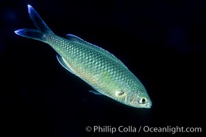 Swallowtail damselfish, Azurina hirundo, Guadalupe Island (Isla Guadalupe)