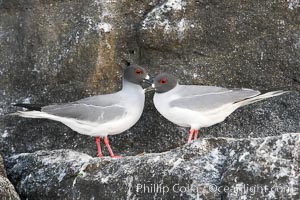 Swallow-tailed gull, Creagrus furcata, Wolf Island